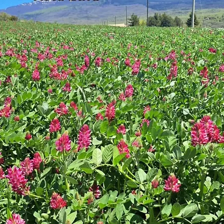 Casaparrinello Rosy *
